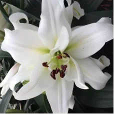Liilia White Eyes